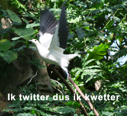 Een vogel kwettert en wij twitteren